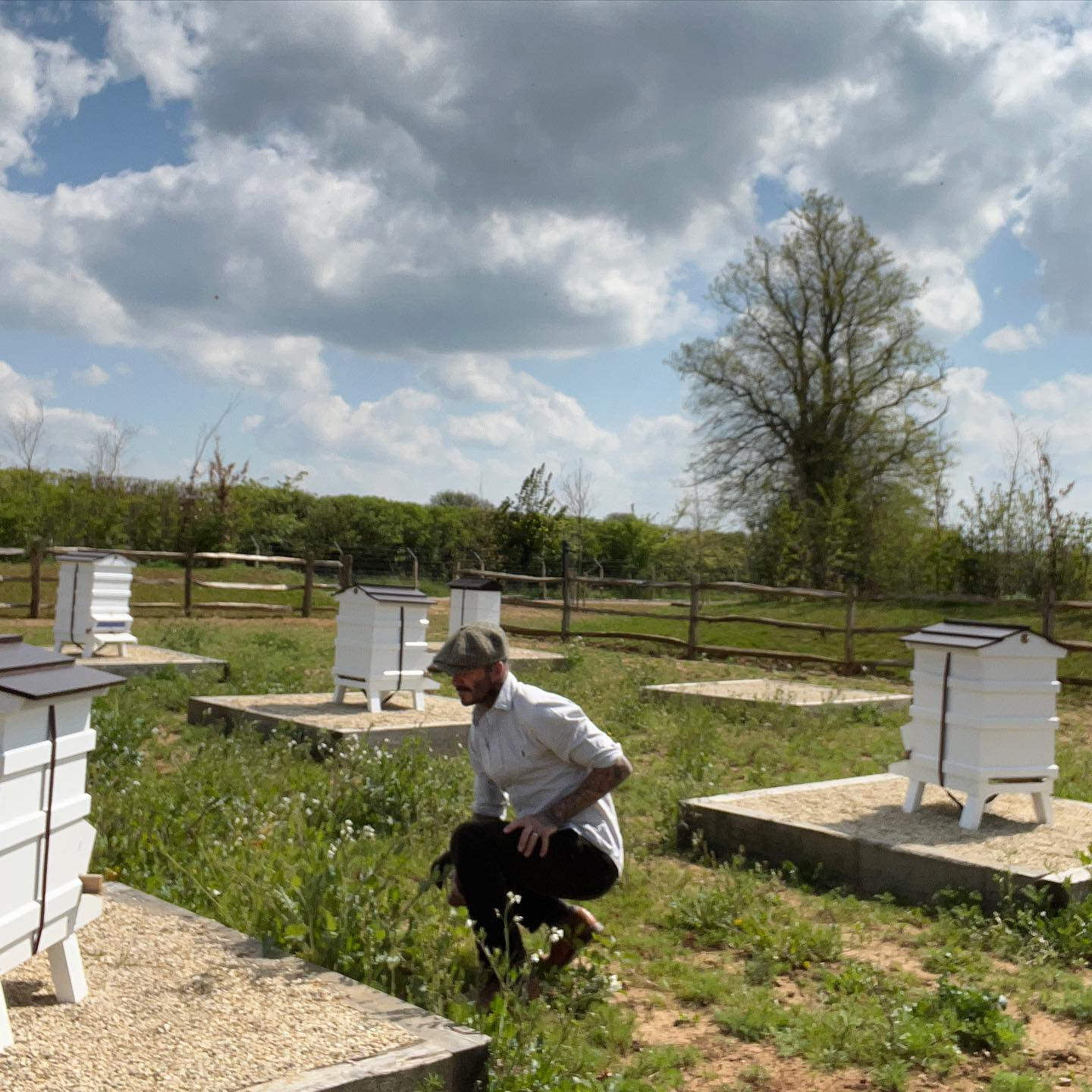 David showed himself tending to his bee hives